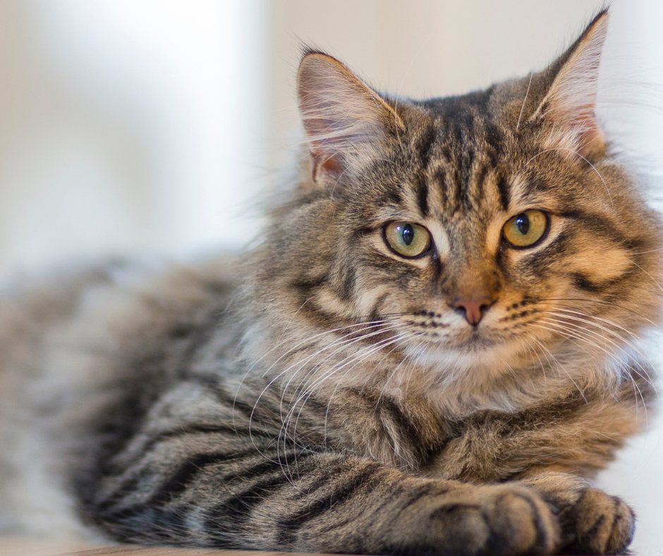 Oregonā kaķis aplipina saimnieku ar buboņu mēri