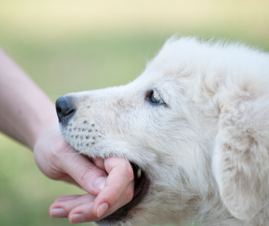 Kā izsargāties no suņu radītām traumām?