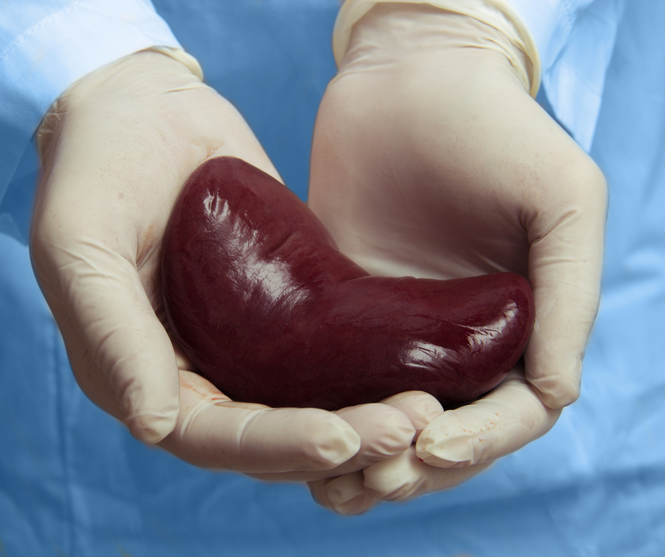 Ārsti pirmo reizi cilvēkam pārstādījuši ģenētiski modificētas cūkas nieri