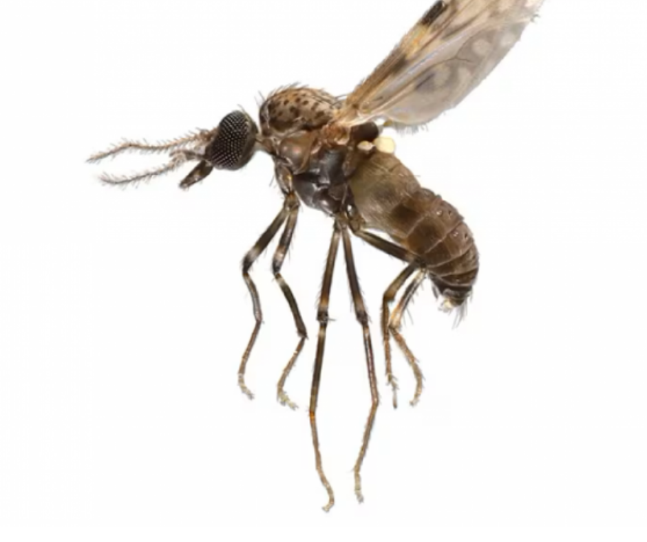 Ceļotāj! Uzmanies no Oropouche vīrusa! 