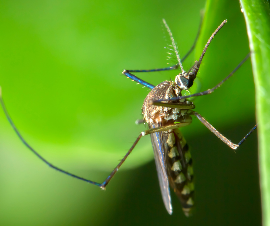 Briesmas zālē un limonādē: kā izvairīties no kukaiņu kodumiem?