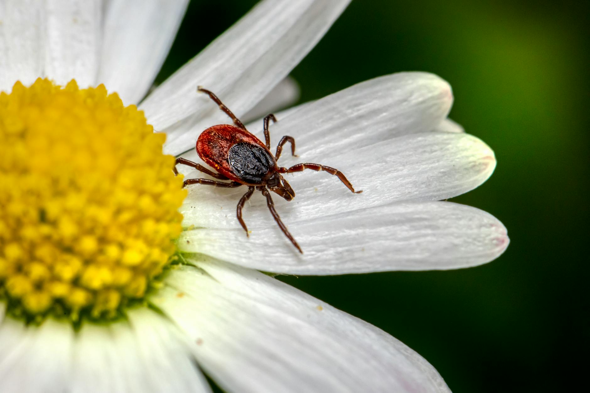 close up photo of tick on white flower