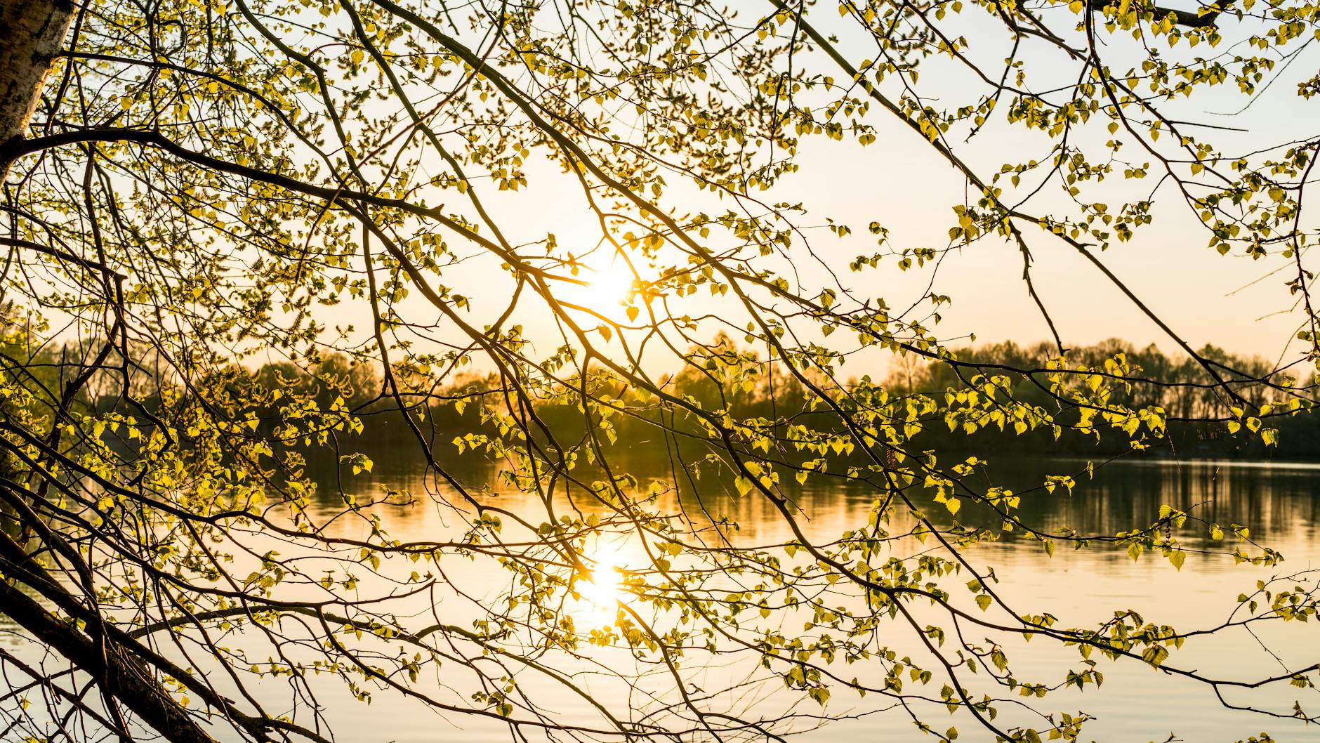 photo of yellow leaf tree with background of body of water