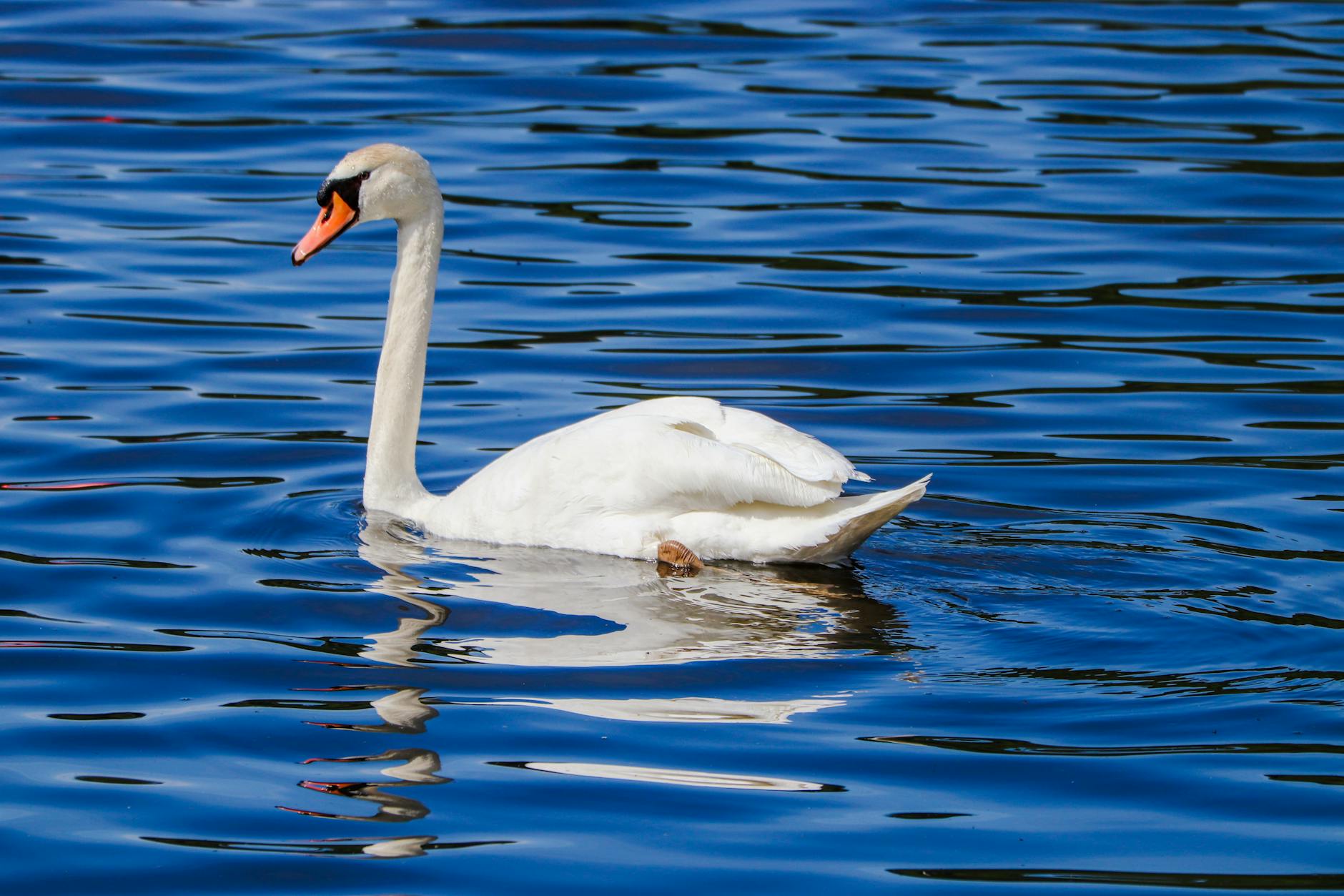 Zilais karogs šogad plīvos trīs Rīgas peldvietās