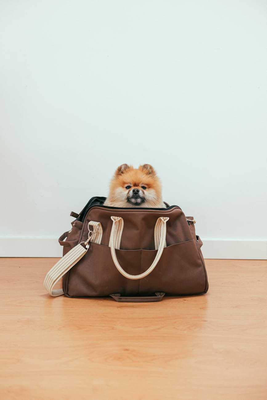 cute dog in a travel bag