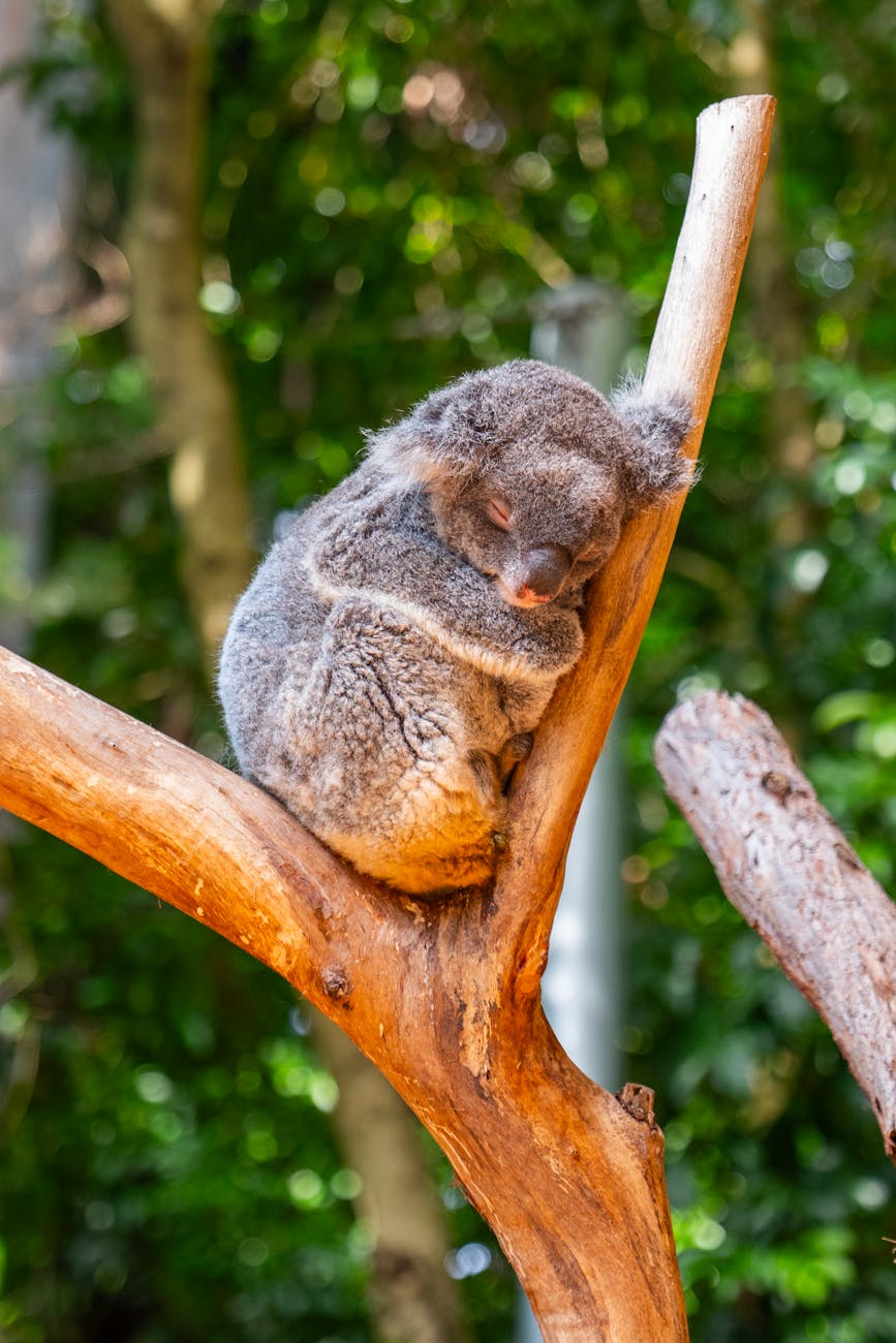 sleeping koala in sydney tree
