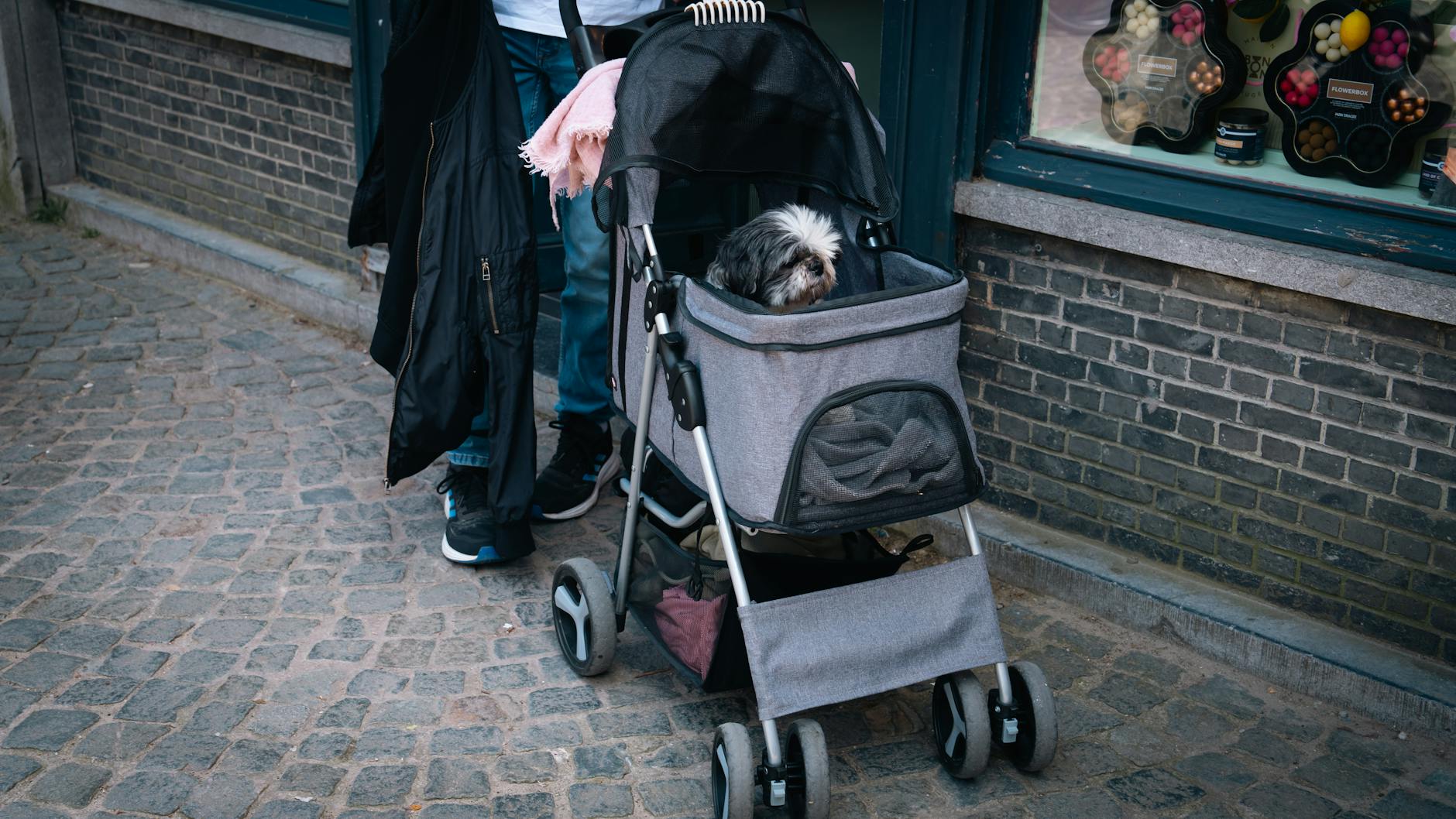 small dog in stroller on cobblestone street