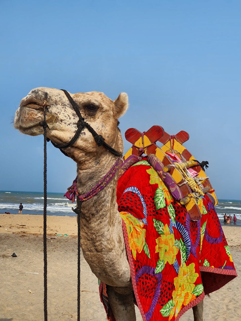 camel with floral saddle